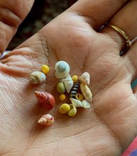 Load image into Gallery viewer, Fossick Earthfizz.