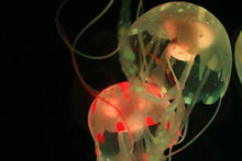 Load image into Gallery viewer, Jinx Luminous Jellyfish Lamp.